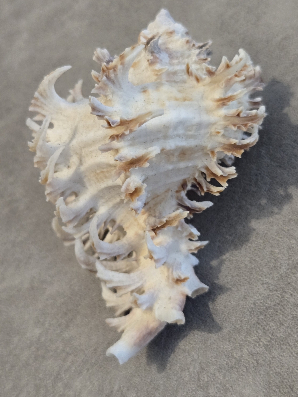 🐚 Lacey Murex Shell Chicoreus sp. Collector Display